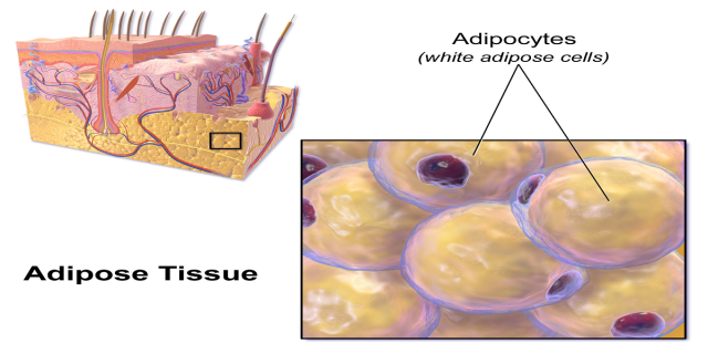 How to activate the Brown fat cells to lose weight